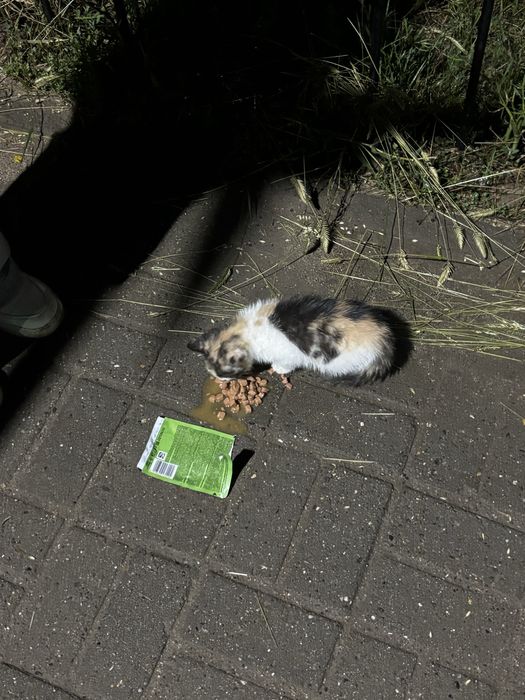 Отдаем в добрые руки