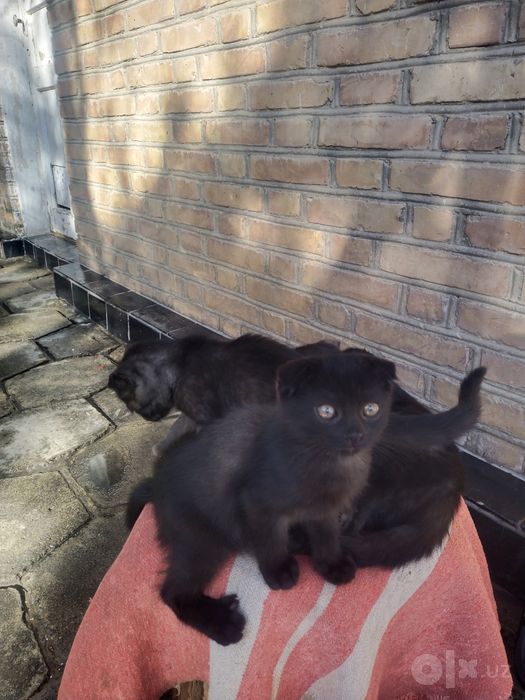 Британский скотиш фолд