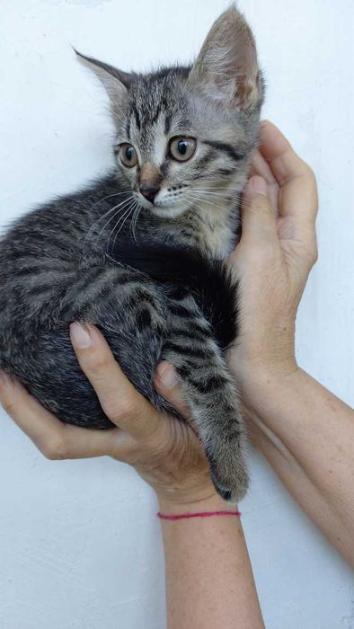 Котёнок девочка 2,5 месяца