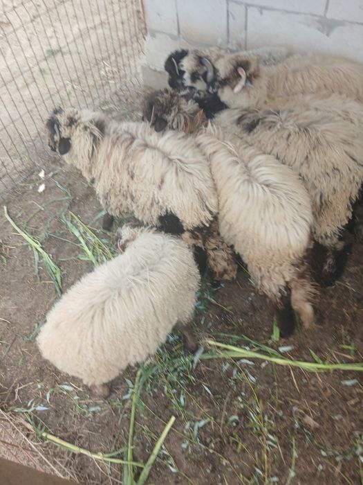 Vand 7 miei de anul asta