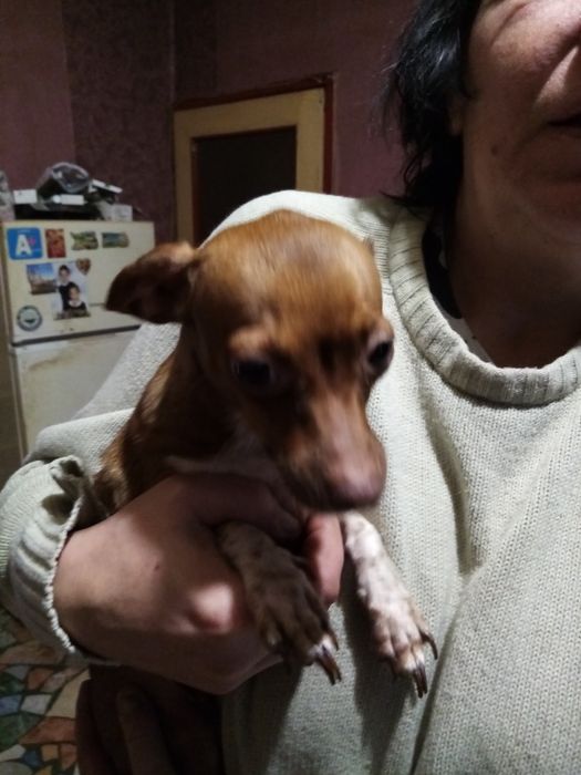 Пинчерка Pinchetka