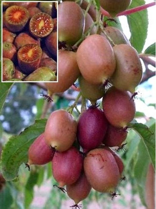 Kiwi (Soiul Ken 's Red )