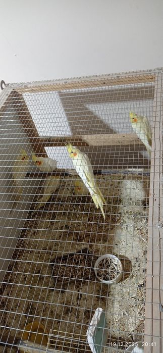 Karella sotiladi 6ta bor