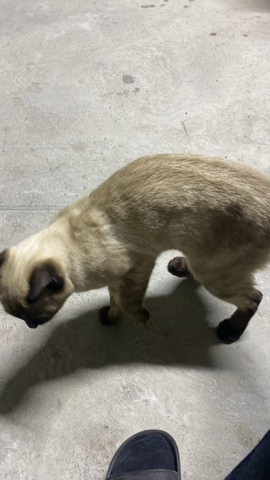 Кот домашний …..