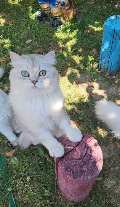 British longhair enervant de lipicios cu pedigree