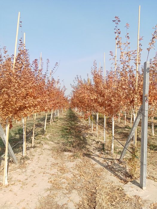 Клен краснолисный крупномер