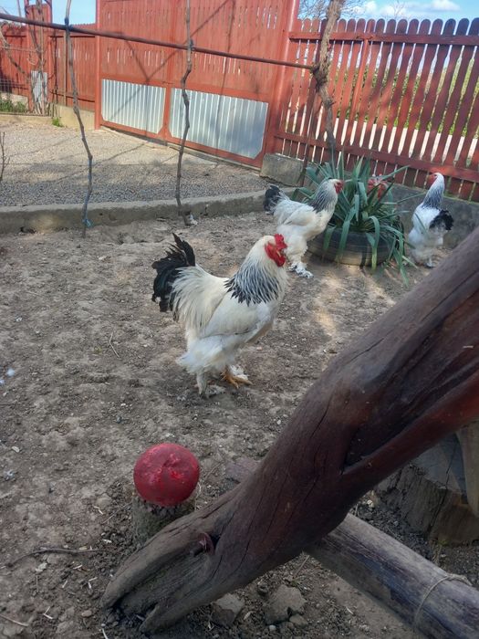 Cocosi brahma herminat