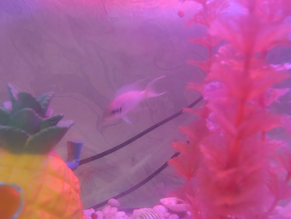 Аквариумные рыбки прицесса бурунди