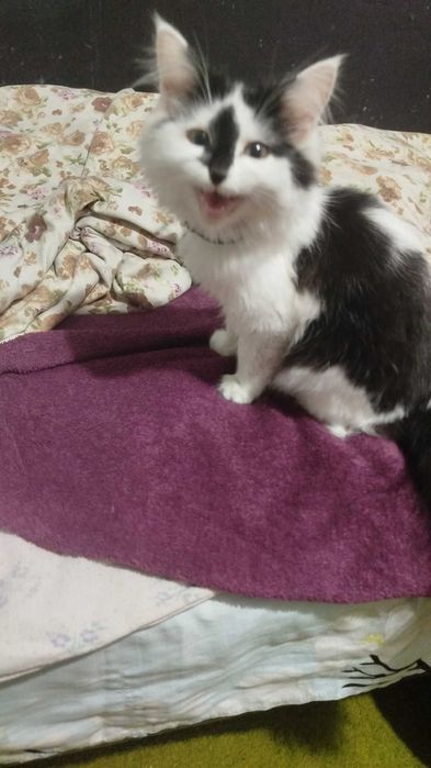 Кошка породистая