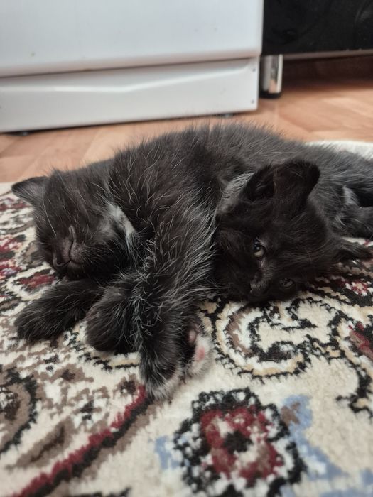 Котёнок маленькие