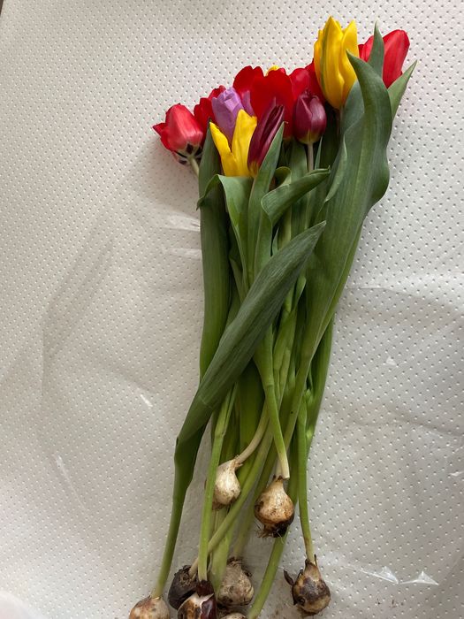 очень красивые тюльпаны