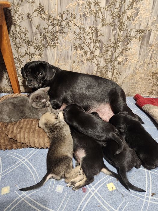 В добрые руки. Девочки