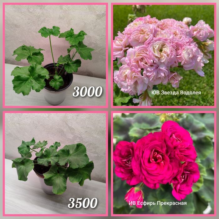 Укорененные черенки пеларгоний