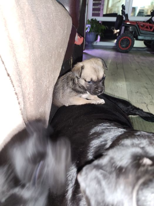 Отдам щенков в добрые руки. Девочки