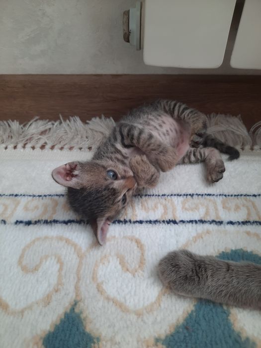 Котята сфинкс боаш