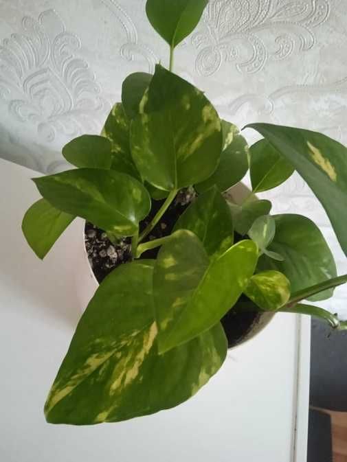 Продам сциндапсус золотистый = 1 000 тг