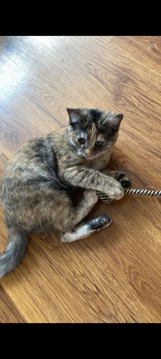 Отдам котёнка в добрые руки