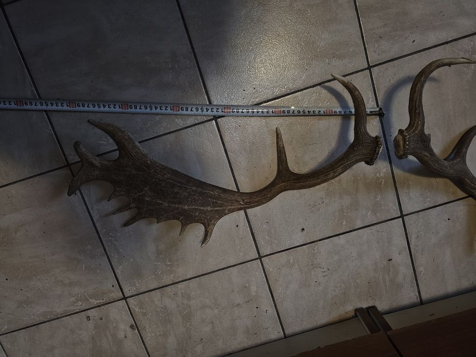 Vând 2 trofee o pereche coarne cerb lopătar și o pereche coarne cerb