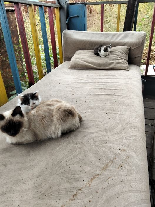 Отдам котят в добрые руки