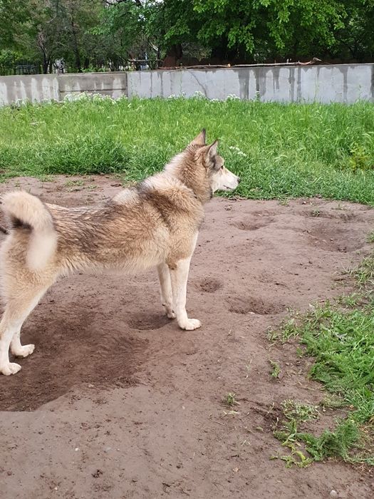 ЗСЛ лайка щенок охотничий