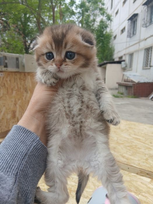 Продаётся золотая шиншилла три мальчика