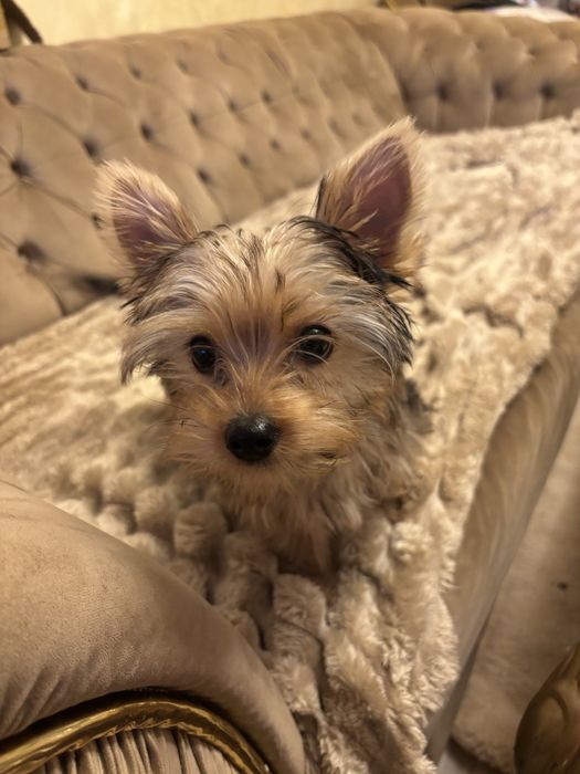 мини йоркширски териер