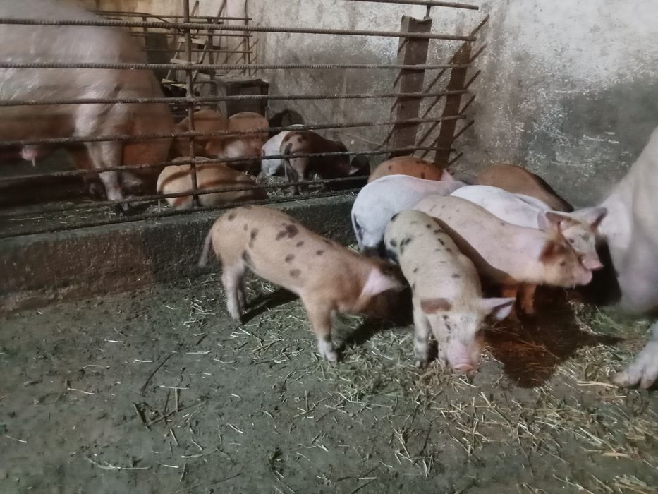 Поросята месячные