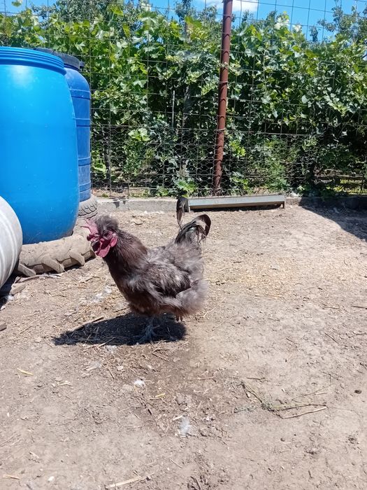 Cocoși de matase japoneză (silkie)de vanzare.