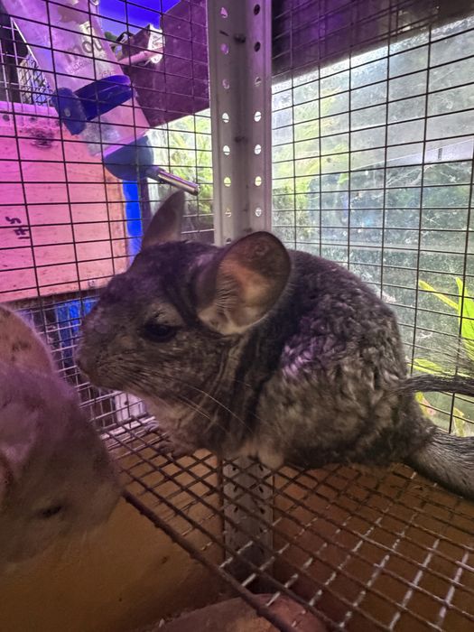 Продаются шиншиллы