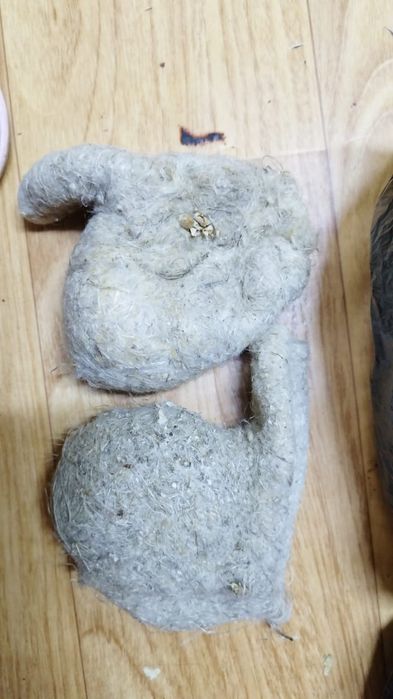 Интернетте мас қыздармен порно көру