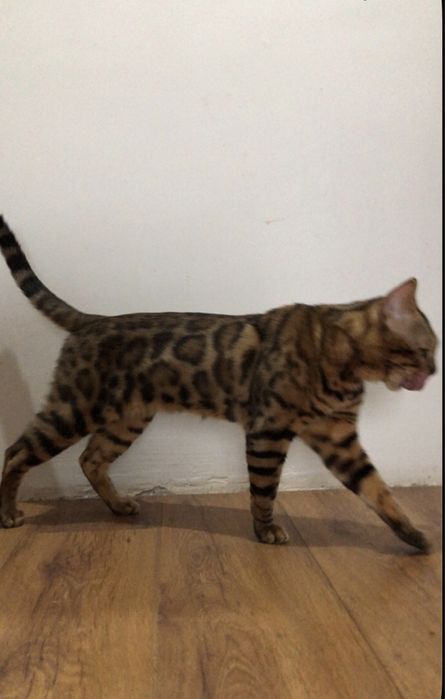 Вязка кота ищет кошечку