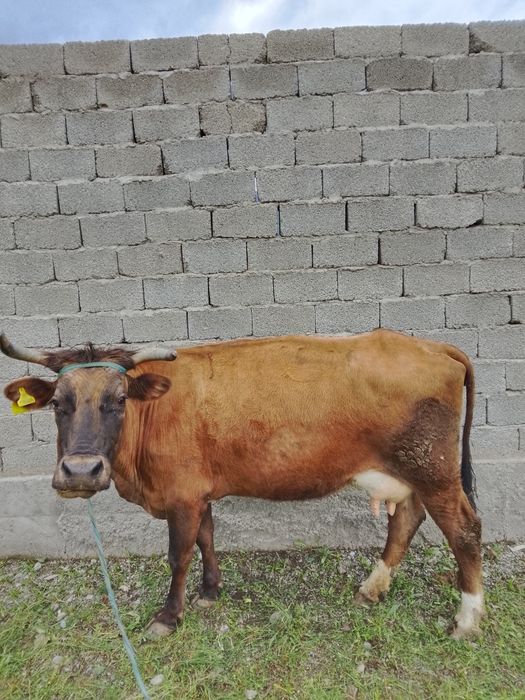 Сауым сиыр,бұзауымен