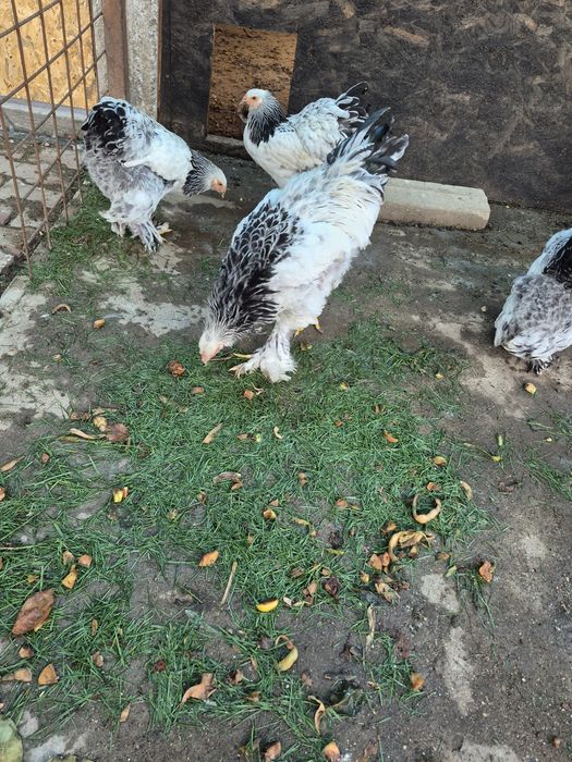 Brahma herminat deschis