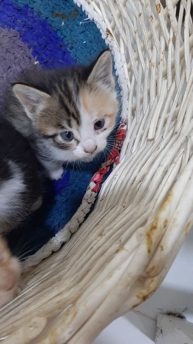 Отдаются котята даром