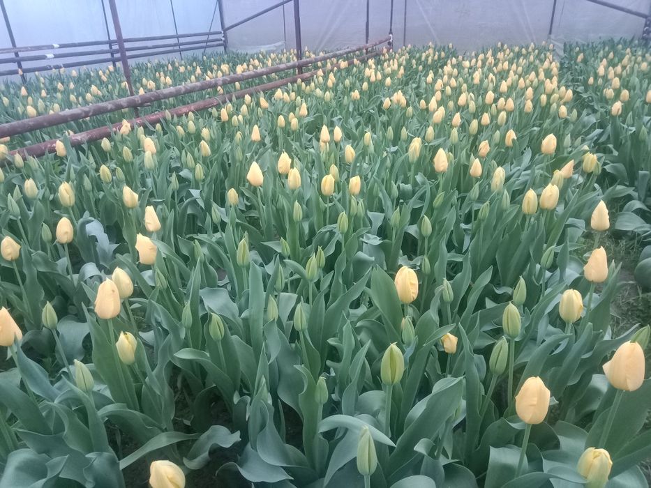 Садовник боғбон ишларини бажарамиз