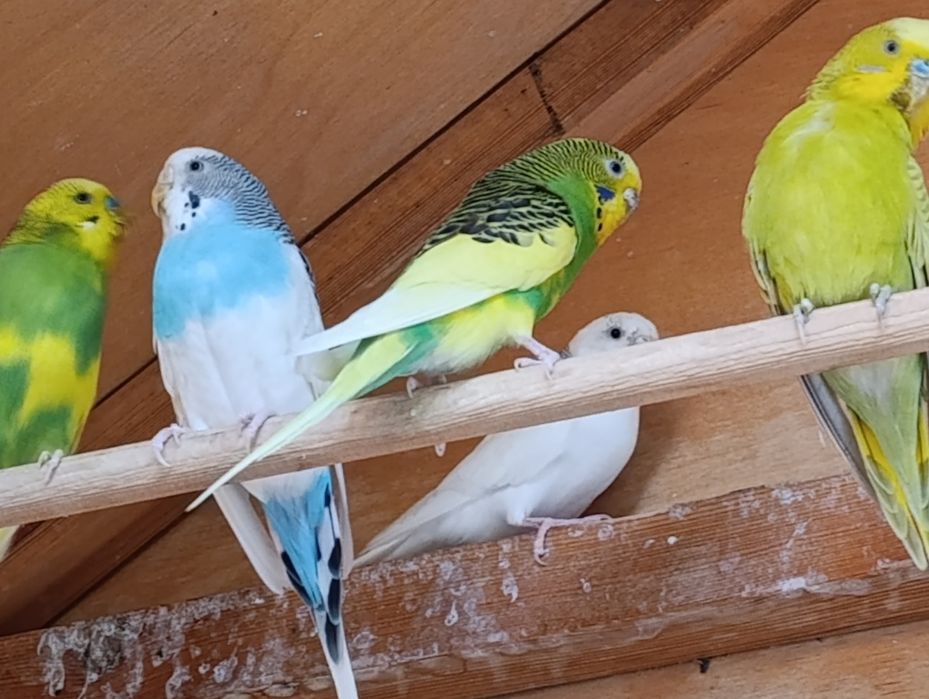 Qushlarga kafolat beraman