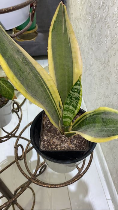 сансивиерия разные