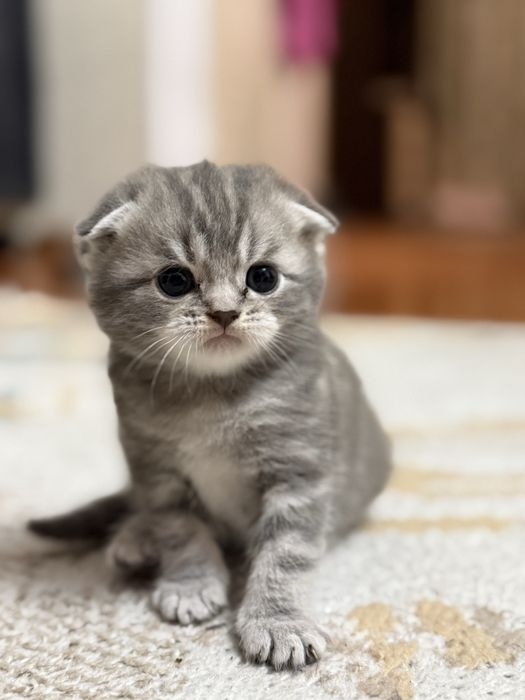 Котята, Скоттиш фолд, котенок