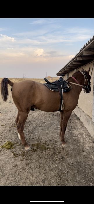 Дончак айгыр кокпар уйырге