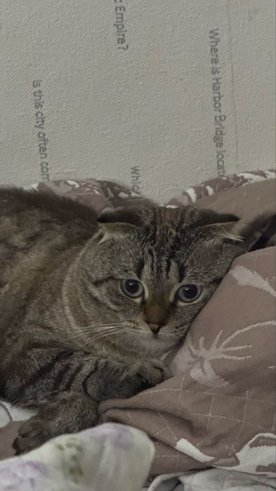 Отдам добрый руки