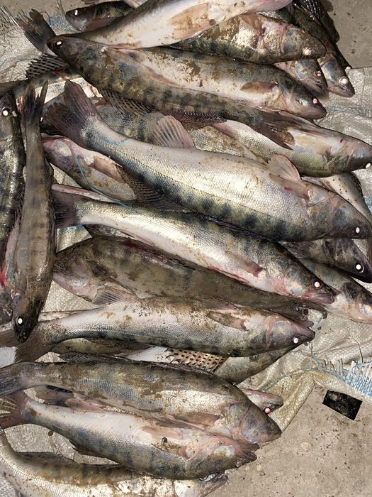 Свежий Рыба Атырау