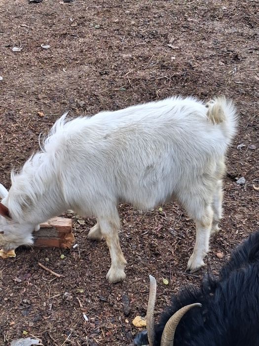 Теке занин сатылады