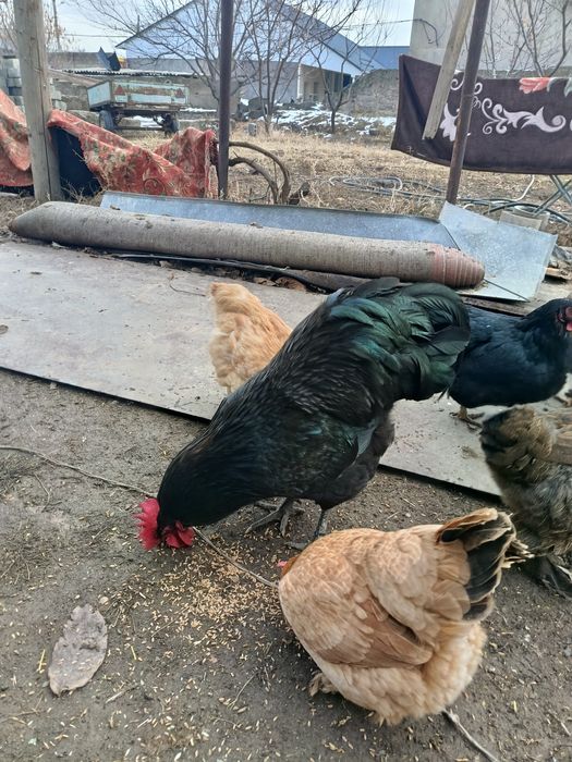 Куры все молодые