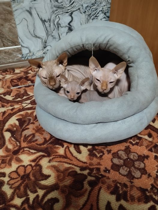 Продам сфинкса, девочка