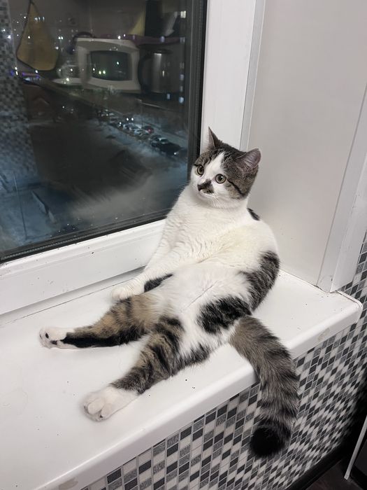 Отдам кошку вместе со всем что у нее есть