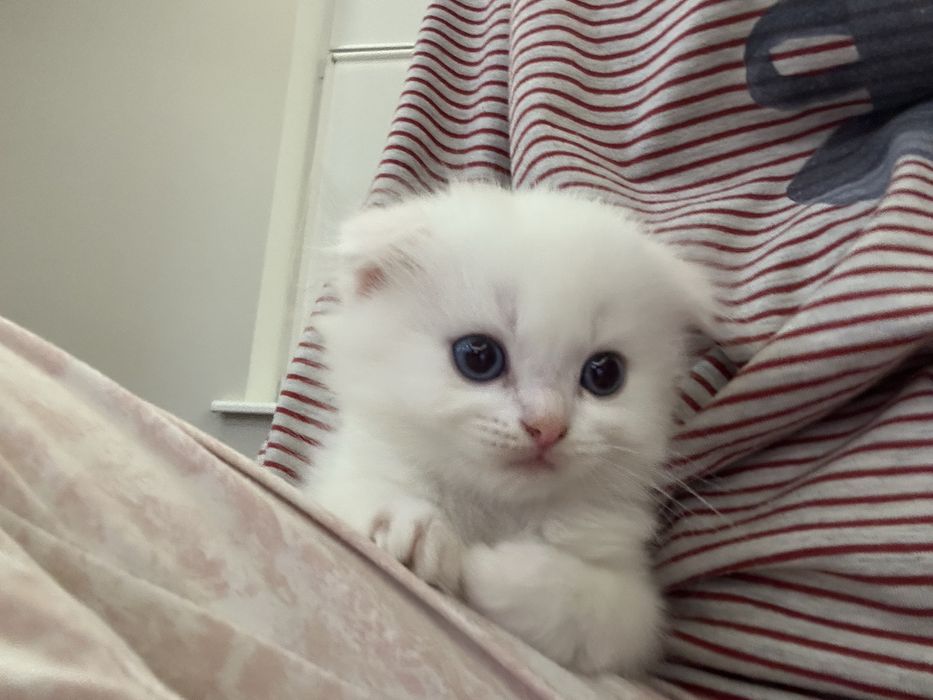 котята шотландские веслоухие чистокровные