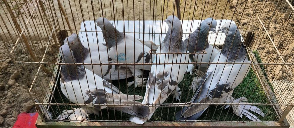 Уддилар сотилади. Удди голуби кабтар кабутар голубь