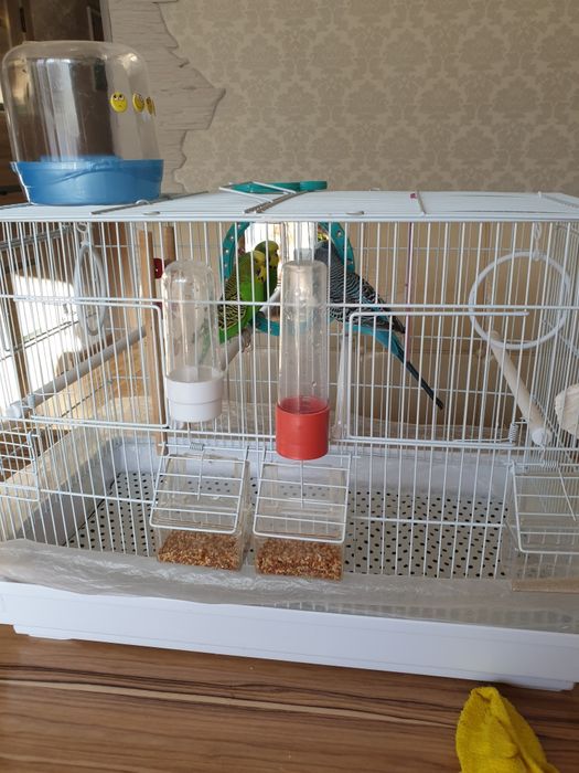 Продам двух попугаев