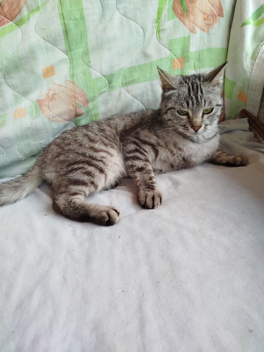 Отдам кошку в добрые руки