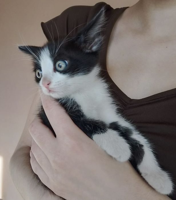 Отдам котят в добрые руки